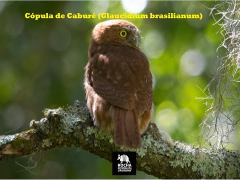 Cópula de Caburé (Glaucidium brasilianum). Montes del río Cebollatí, Rocha - Uruguay.