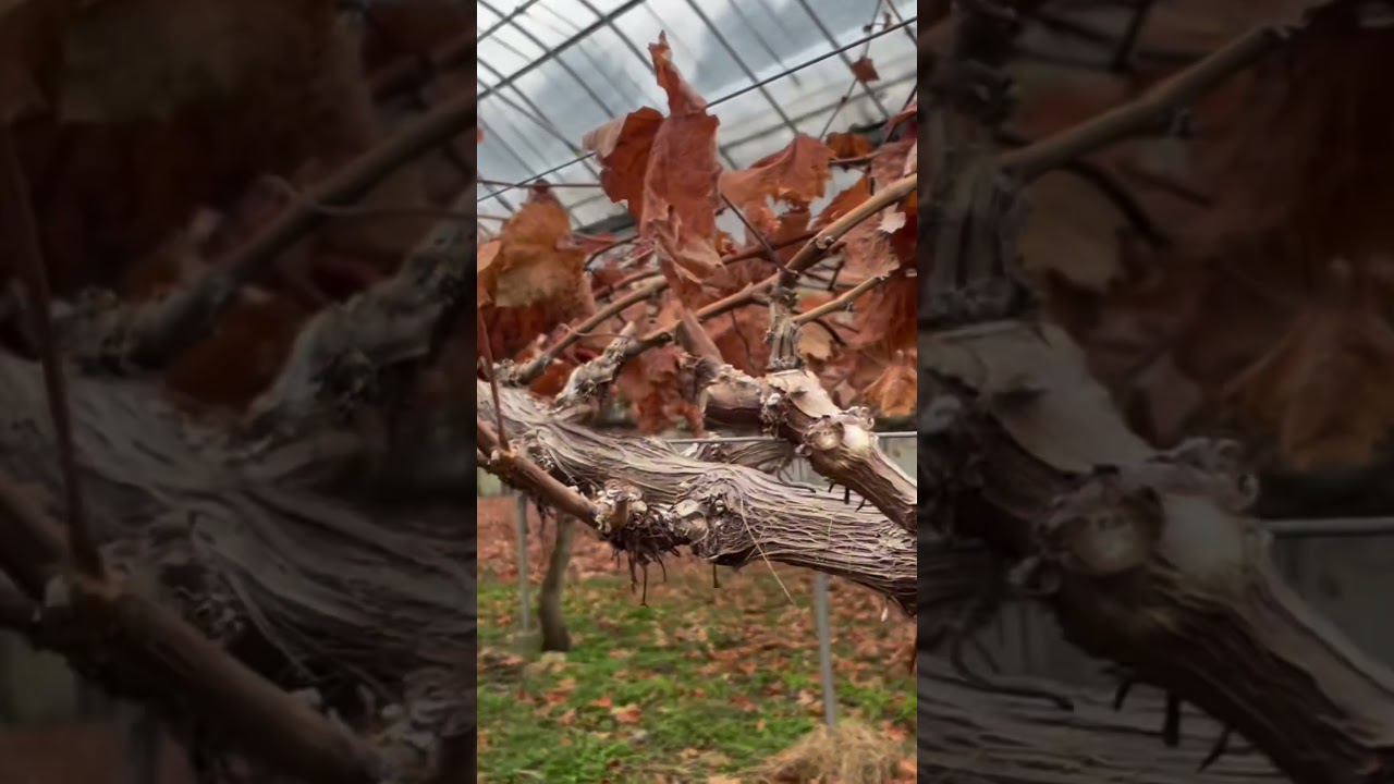 シャインマスカットの剪定作業2025