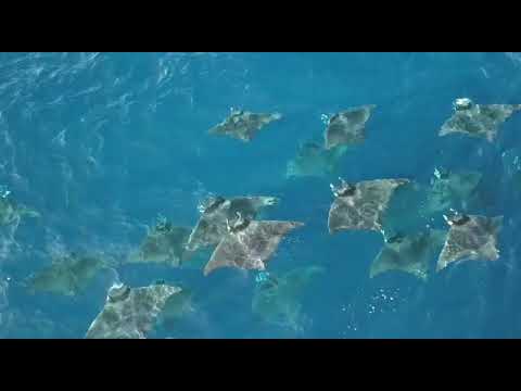 Raies mobula en méditerranée