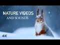 Relaxing Nature Videos and ASMR Sounds - Through the Seasons with Red Squirrels