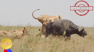 A 48-hour bloody battle between nine lions and a buffalo!!! [African Safari Plus⁺] 164