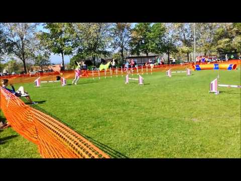 Kitti első A1-es agility versenye Furával (2017.05.06) Smaragd Kupa