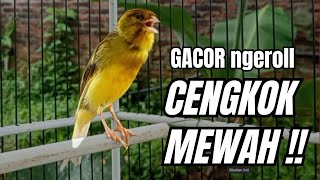 Download lagu Masteran KENARI GACOR ngeroll panjang,Cuit Cuit Emosi AMPUH bikin kenari nyaut ,Masteran MURAI BATU mp3 Download lagu Masteran KENARI GACOR ngeroll panjang,Cuit Cuit Emosi AMPUH bikin kenari nyaut ,Masteran MURAI BATU mp3