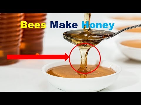 , title : 'How do bees make honey