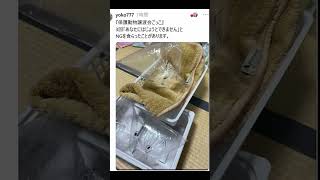 カオスすぎる世界観のおままごとｗｗ
