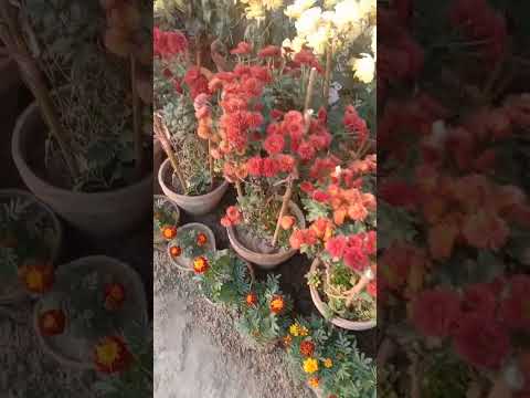 💕💕#beautiful #flowers in university 💕💕 #shorts by Mudassir Ali Meo