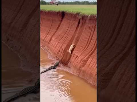 Golden Retriever Leads Fisherman... Saves Pup from Crocodile!