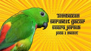 Download lagu Masteran Burung Serindit jernih jeda 1 menit mp3