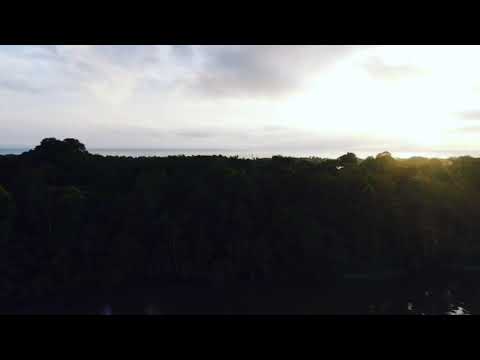 The Jungle in Tortuguero waking up