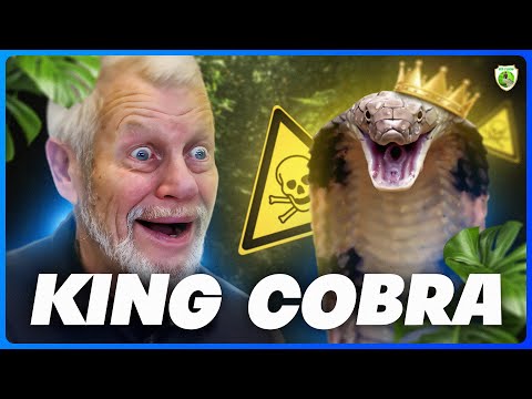 THE LARGEST POISONOUS SNAKE IN THE WORLD! (6 meters)