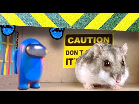 🐹THE HAMSTER AND AMONG US WERE TRAPPED IN A HAMSTER MAZE🆘🆘🆘