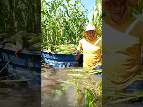 É MUITO MILHO DE BAIXO DE ÁGUA, RIACHO DE SANTANA/RN.#tvchicocobradagua #nordeste #turismo #humor