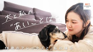 【老犬との暮らし #02】井島さんご家族の当たり前の毎日が大切、シニア犬とのルーティン（ダックスフンド/老犬/犬のいる生活）