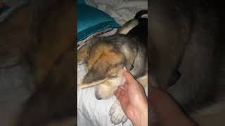 Shepherd Husky Puppies Videos