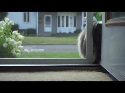 Cat Opening a Screen Door