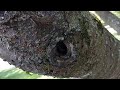A Ton of Carpenter Ants Nesting in the Knots of a Tree in Lincroft, NJ