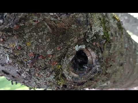 A Ton of Carpenter Ants Nesting in the Knots of a Tree in Lincroft, NJ