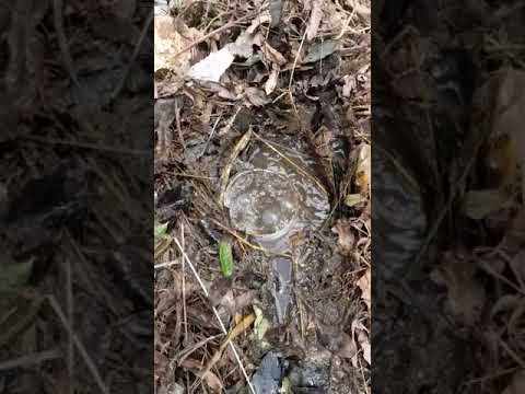 COMO LIMPAR UMA FOSSA COM CARBORETO