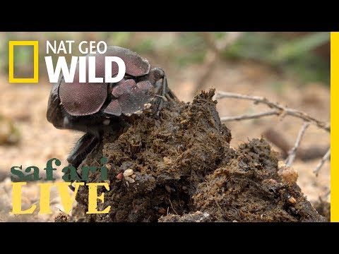 Gross but True: These Beetles Roll Around Big Balls of Poop | Nat Geo Wild