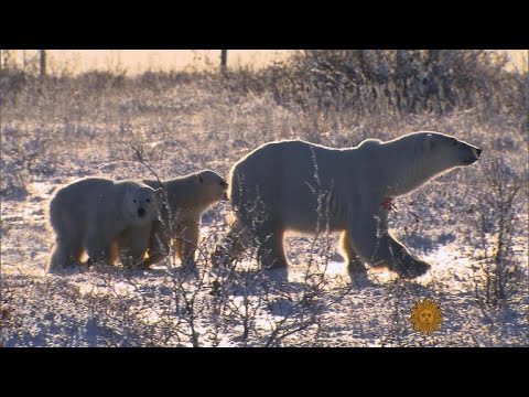 A walk among polar bears