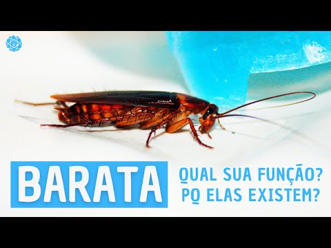 QUAL A FUNÇÃO DAS BARATAS NO MUNDO?