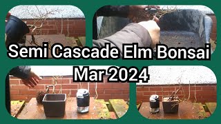 Semi Cascade Elm Bonsai Mar 2024