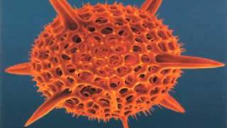 CAUSE & EFFECT ECLIPSE