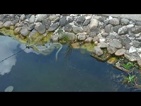 ringelnatter biebernheim