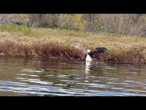 America bald eagle swimming