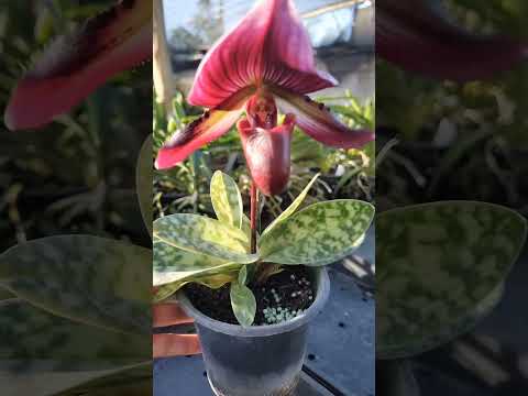 ZAP 11940050033 pedido de Maria Leodite de Goiás #flor  #plantas #orquideas #sapatinho #jardim