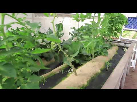 New iVAS Grow Bed System at Practical Aquaponics.