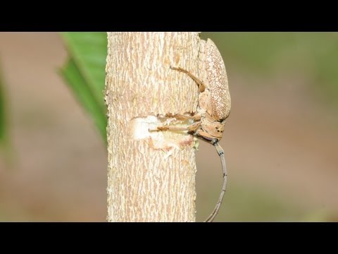 download lagu mp3 mp4 Serra Pau, download lagu Serra Pau gratis, unduh video klip Serra Pau