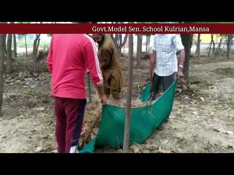 Govt.Model Sen. School Kulrian,Mansa