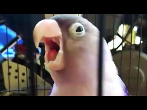 download lagu mp3 mp4 Masteran Lovebird Buka Paruh, download lagu Masteran Lovebird Buka Paruh gratis, unduh video klip Masteran Lovebird Buka Paruh