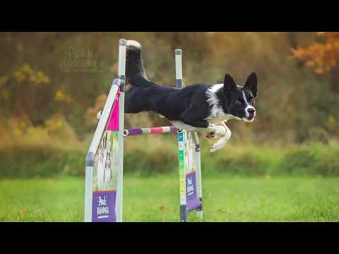 Agility- Grundlagen | „Über die Hand wegschicken“?