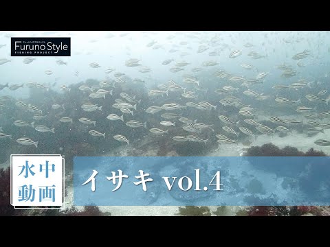 イサキ vol.4