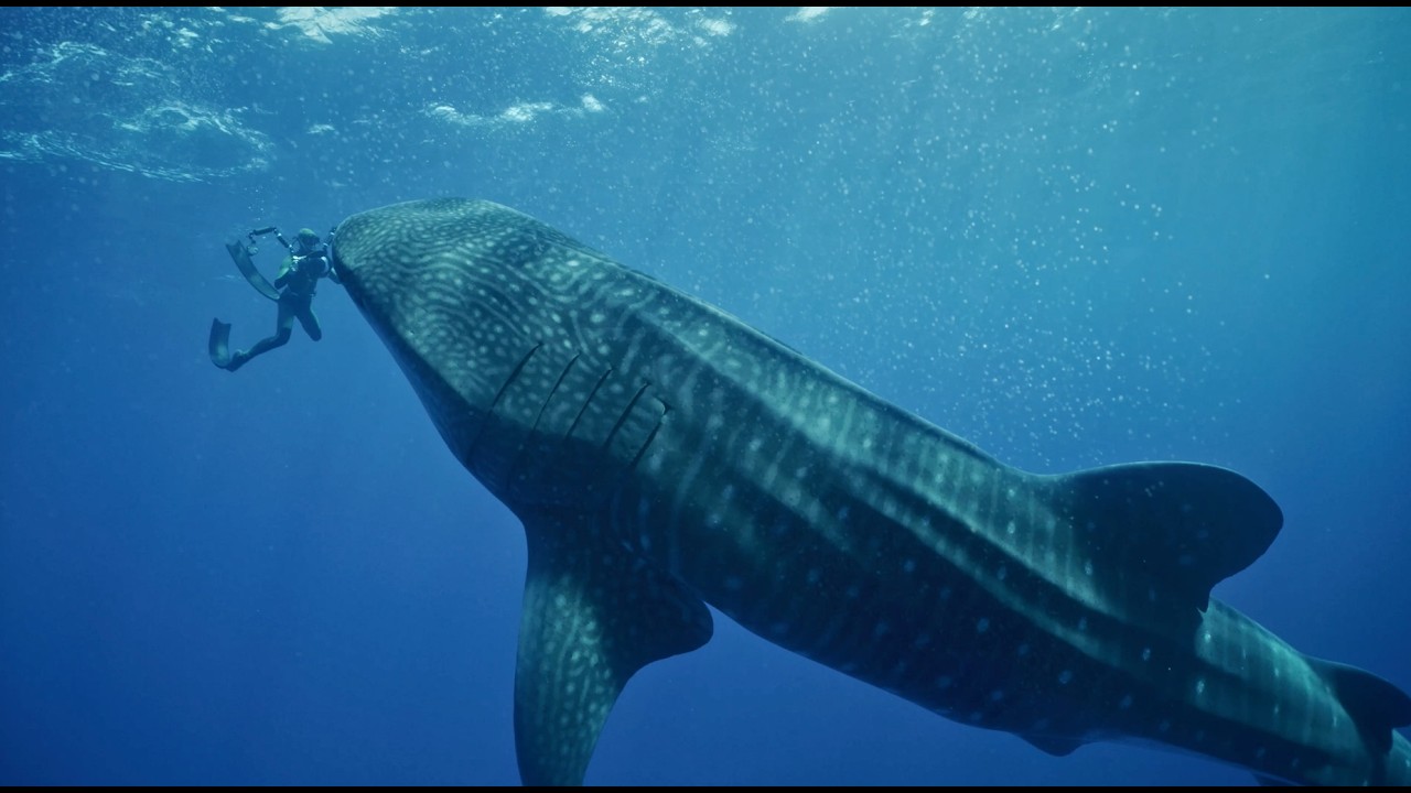 SOSF Ocean Storytelling Film Grant 2025