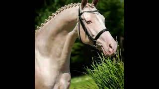 LABERINTO. Tu Mal Amor.