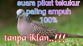 Download lagu 🔴Suara pikat tekukur paling ampuh 100% tanpa iklan√ mp3