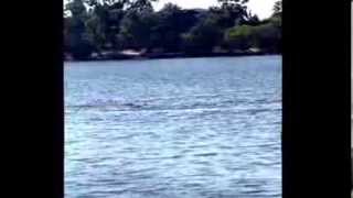 preview picture of video 'Dolphins hunting fish in the collie river'