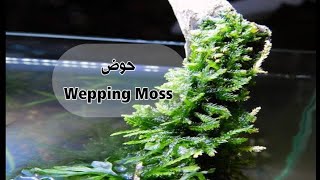 اذاي تعمل حوض moss صغير و ناجح ويكون شكله جميل