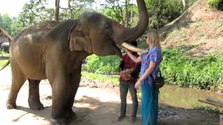 preview picture of video 'Feeding Elephant'