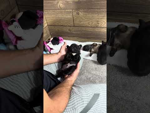 Video 1