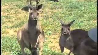 preview picture of video 'Kangaroos In Georgia Mountains - Kangaroo Farm'