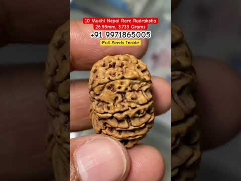 10 Mukhi Nepal Rare Rudraksha With Full Seeds