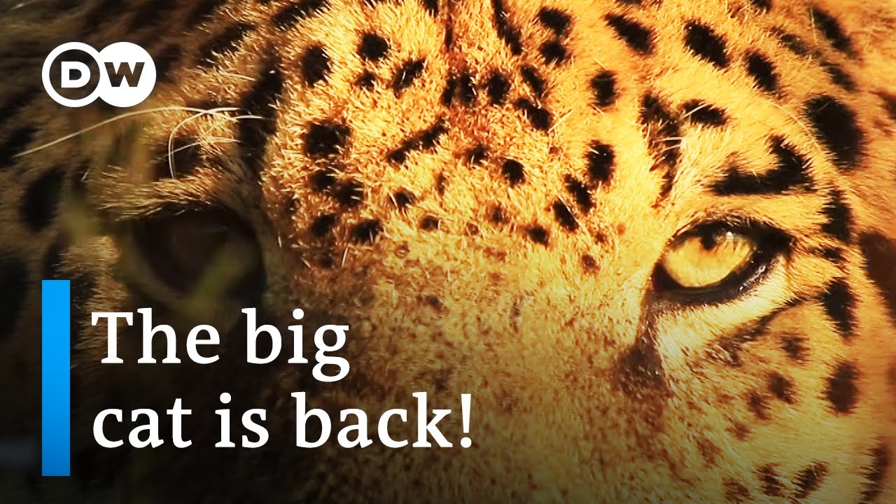 Argentina: Return of the jaguars