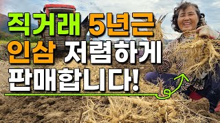직거래 5년근 인삼 저렴하게 판매합니다 햇수삼 산지직송 보은인삼 금산인삼 풍기인삼 5년근인삼 6년근인삼 - …