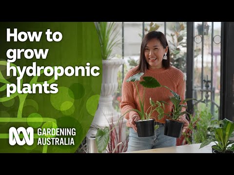 How to start growing indoor plants hydroponically | Indoor Plants | Gardening Australia