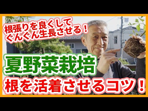 菜園に日陰を作るにはどうすればいいですか？この夏、野菜を守るための 5 つ以上の熱波対策のヒント  庭園