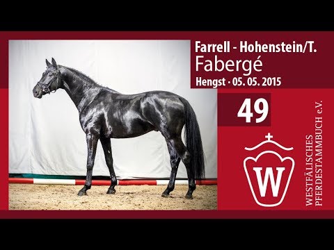 49 Farbergé Hengst v.Farell - Hohenstein   Longe